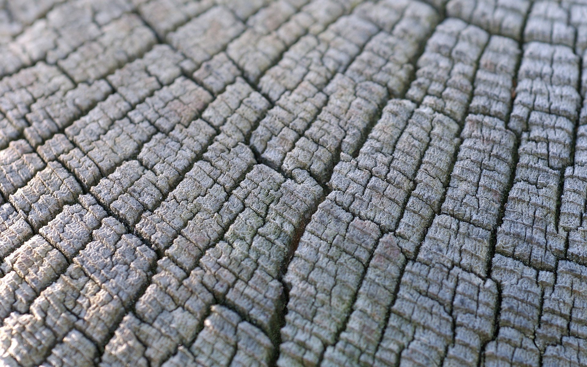 textura madera tocón madera macro textura