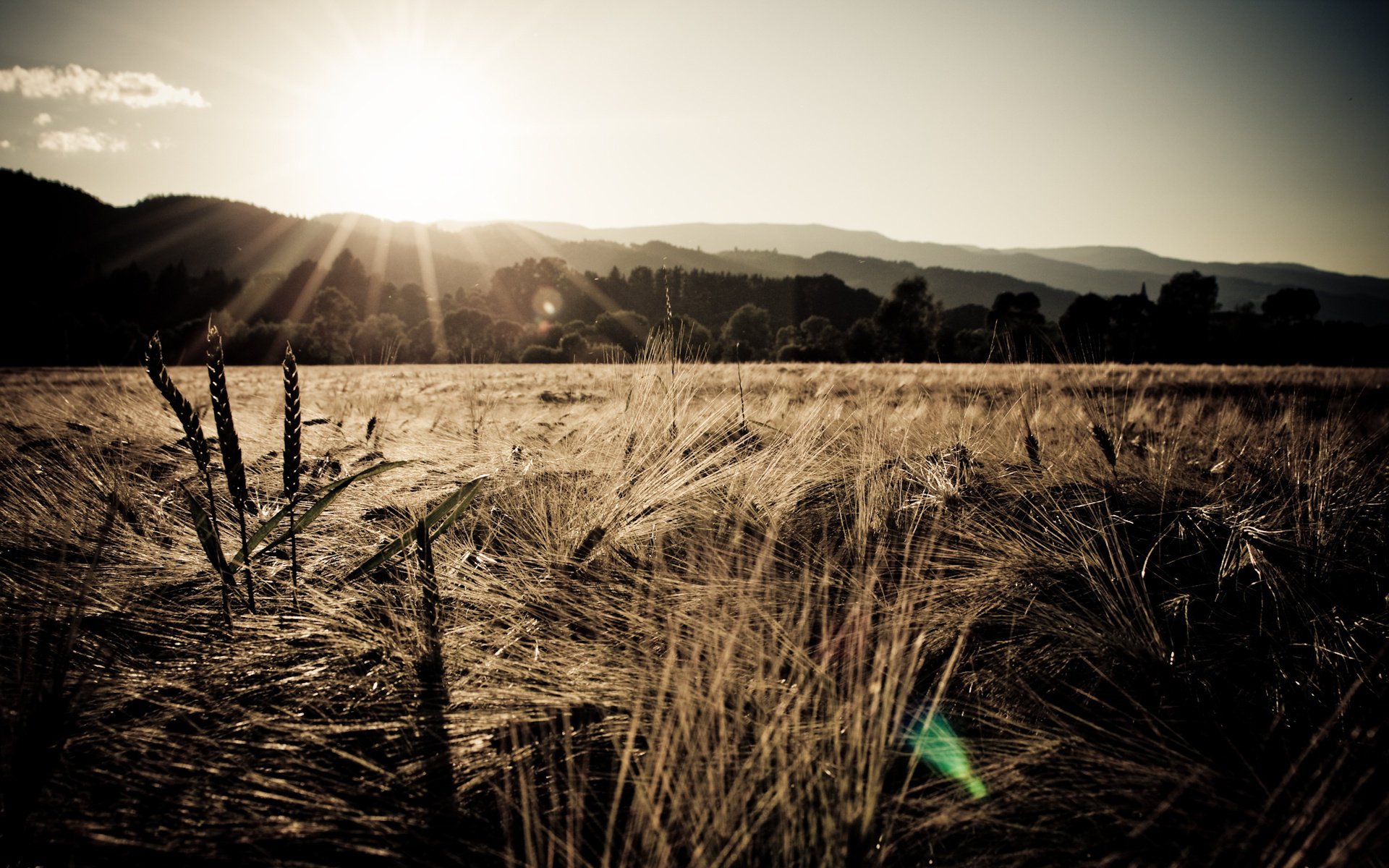 ner cov cielo sole montagne tramonto campo spighette grano