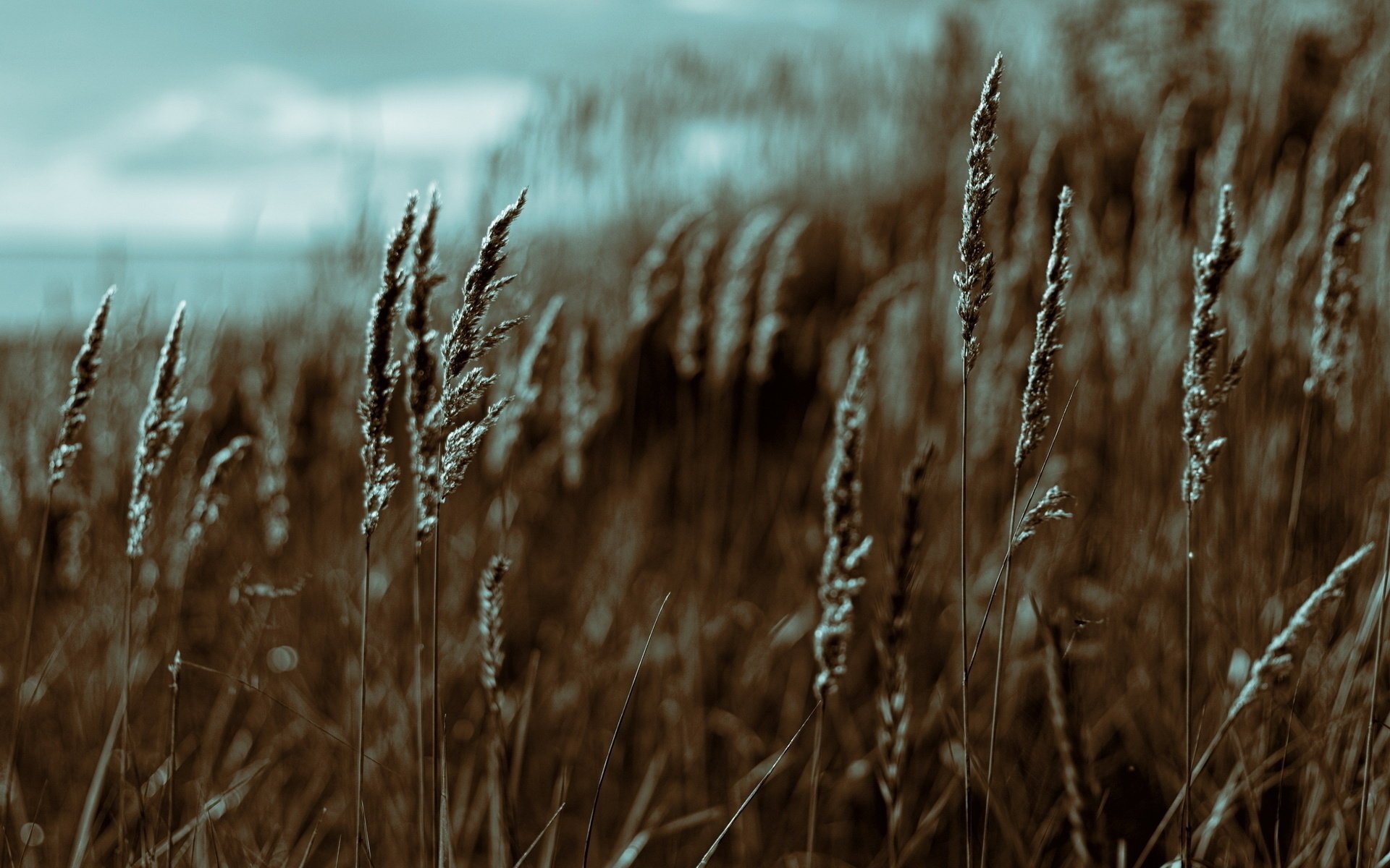 saf kichererbsen textur makro feld gras ährchen sommer bucht sonnenuntergang