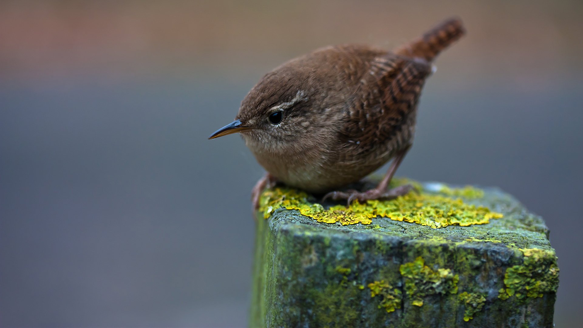 winter wren зимний крапивник птица пернатый макро животные глаза