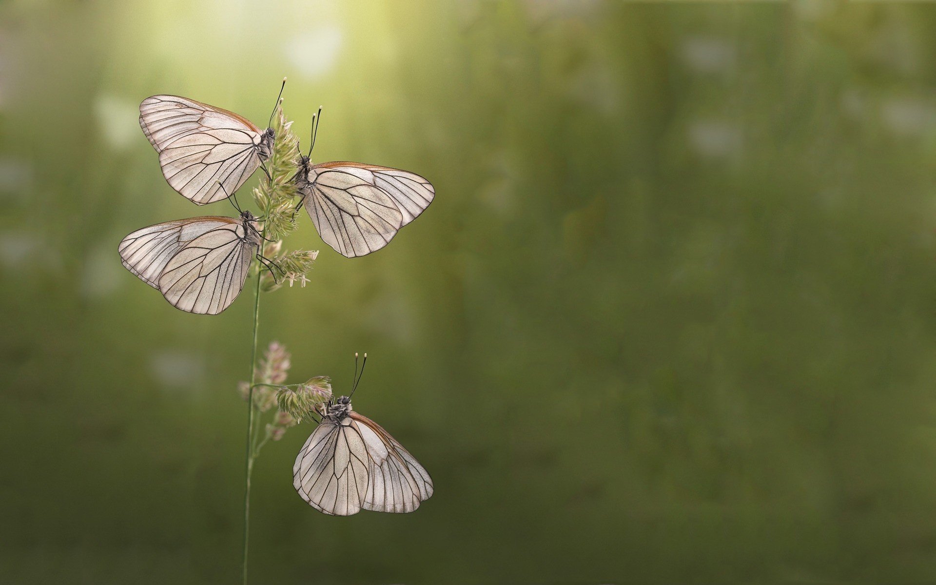 makrno cuire ket animaux insectes papillons gros plan nature verdure