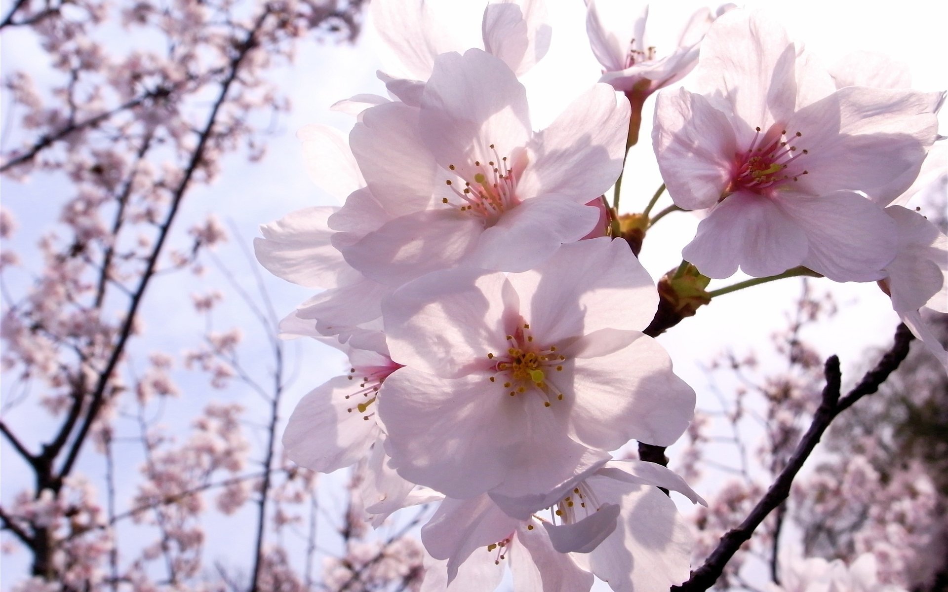 fleurs cuire ket gros plan printemps