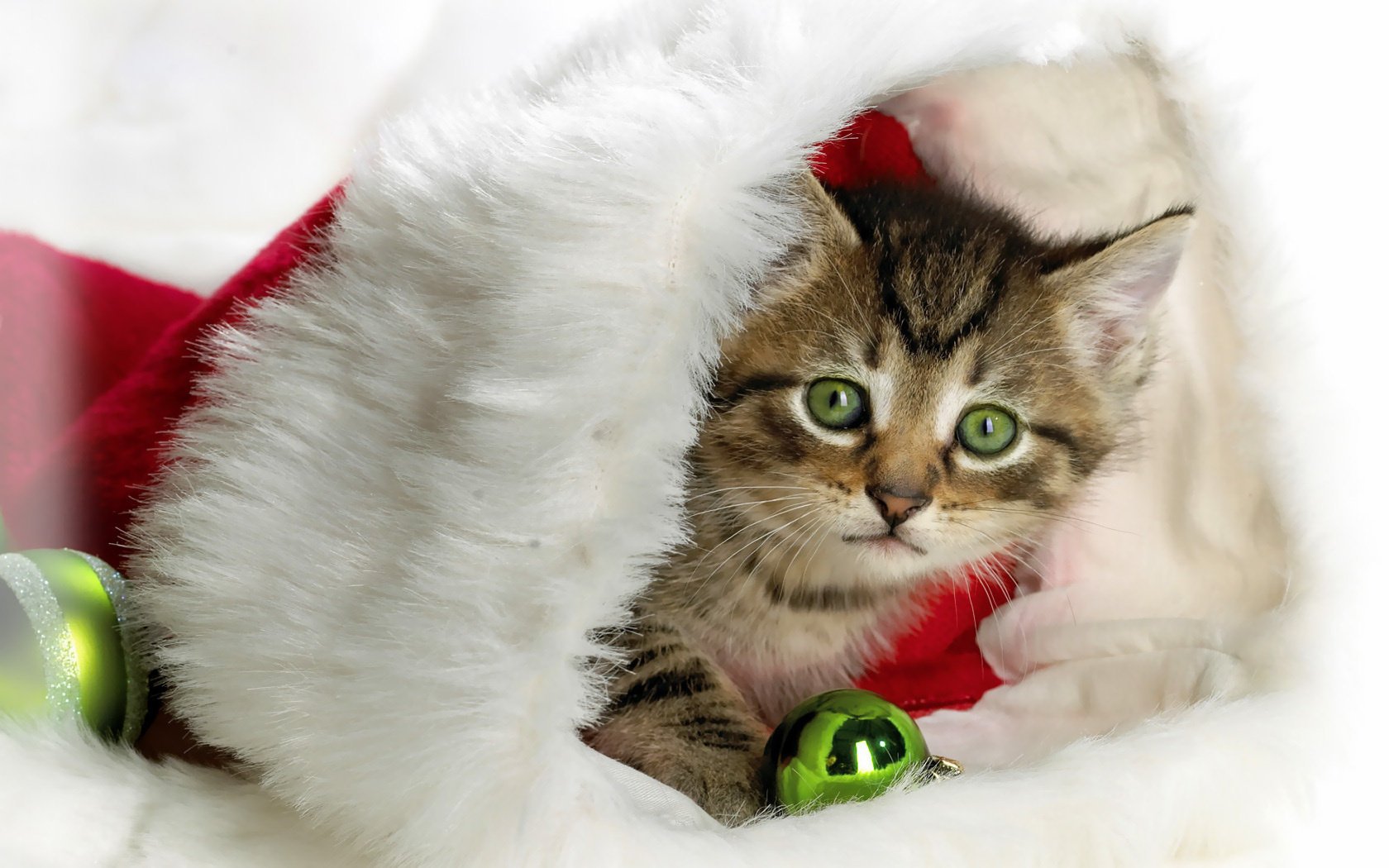 nuovo anno cappello gattino animali gatto sguardo kis-kis-meow-meow occhi muso vacanze santaclaus decorazioni natalizie kote gatto nyashka