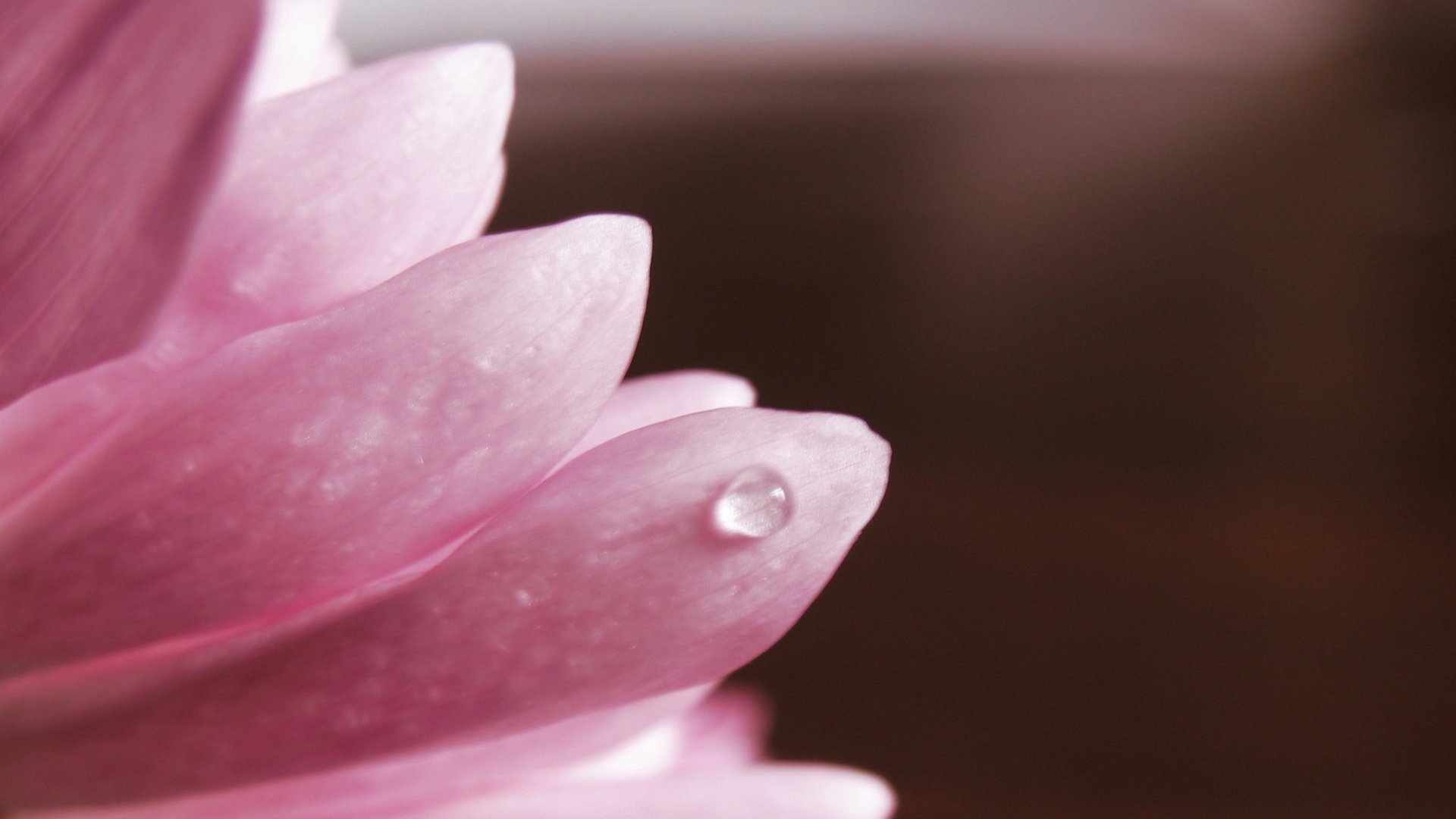 flowers figure nic macro rosa drop pink