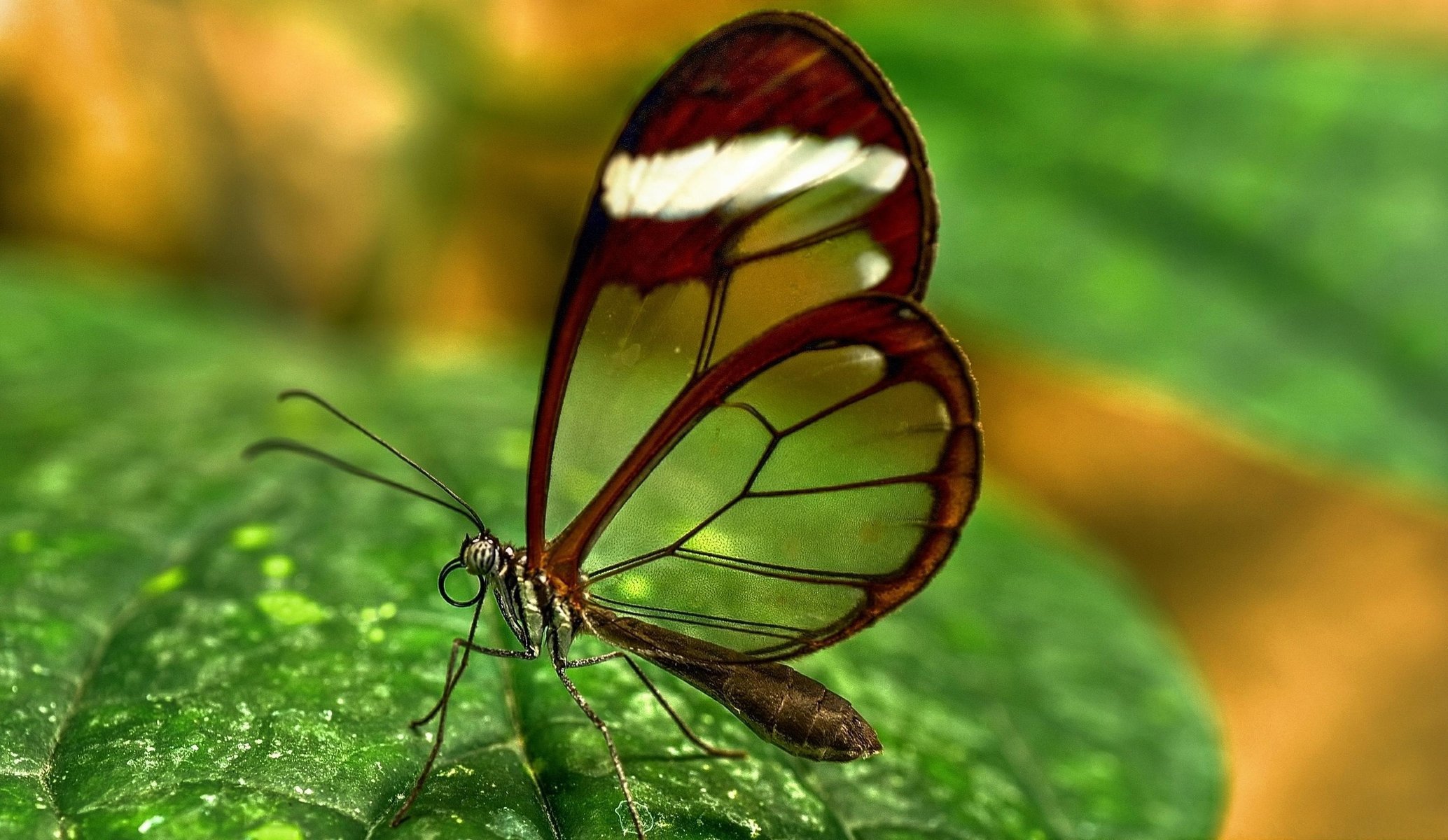 glasflügel glasswing ha schmetterling flügel muster makro antennen tiere insekten