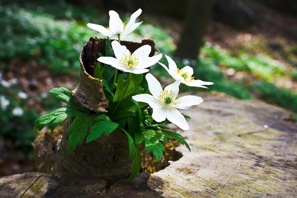 Flowering plants in the spring sun