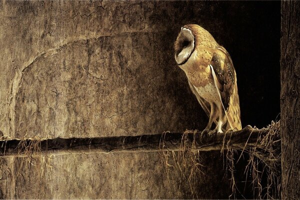 Night photo of a barn owl sitting on a tree branch