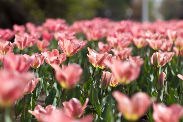 Champ de tulipes roses délicates