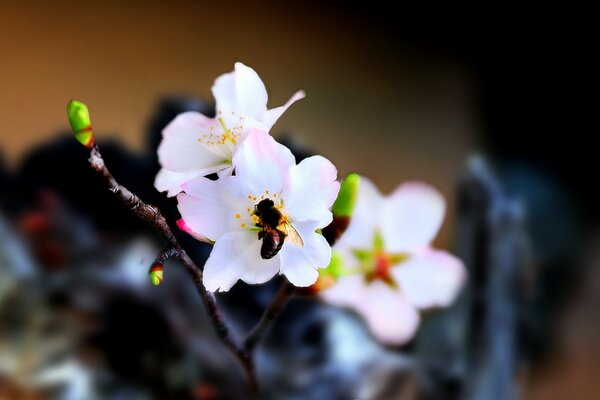 A bee has settled on a flower