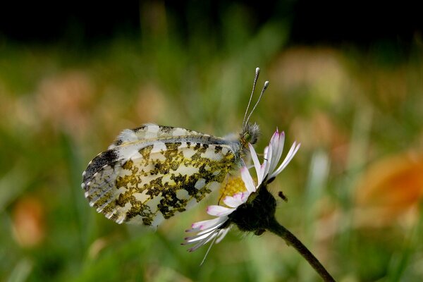 Schöner Schmetterling, der auf einem Gänseblümchen sitzt