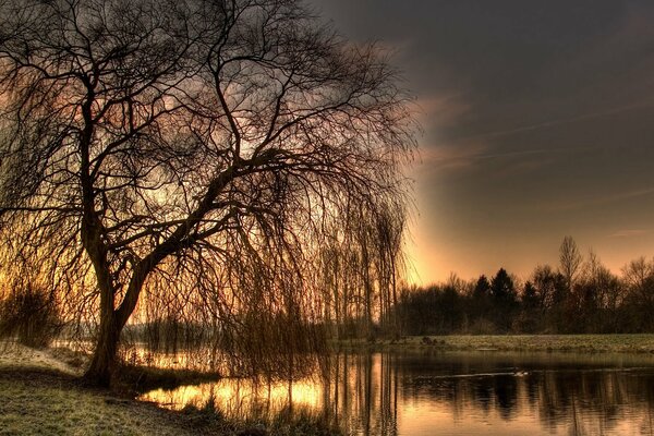 Trockener Baum lehnte sich über den See