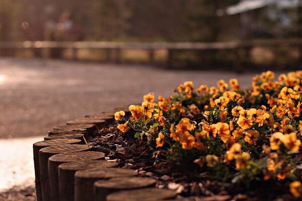 A flowerbed with small yellow flowers