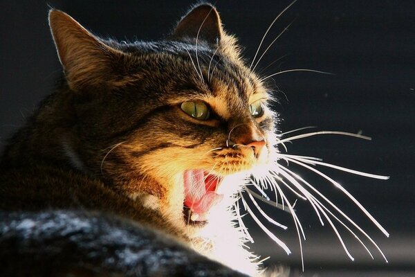 A mustachioed cat yawns, its muzzle wide open