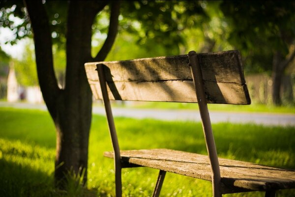 Banc sous un arbre dans un parc d été