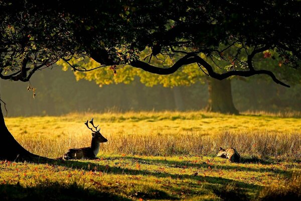 Deer resting under a tree