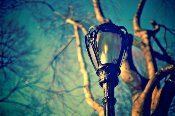 Beautiful lantern on the background of a tree without leaves