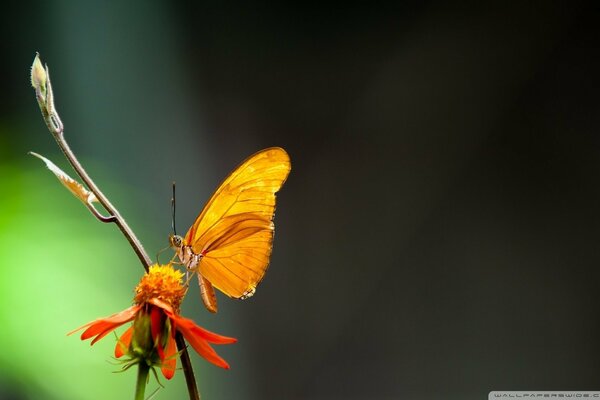 Macro photos of beautiful insects butterflies