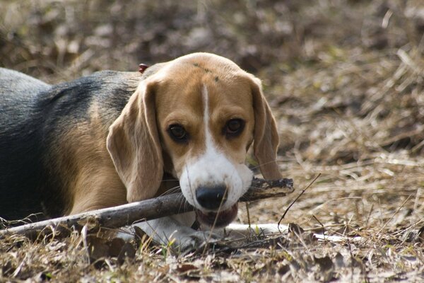 Beagle, cane con un bastone, cane che gioca