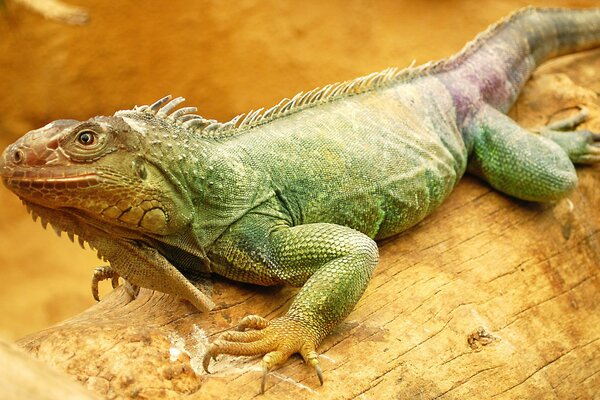 Iguane sur une bûche de reptile vert