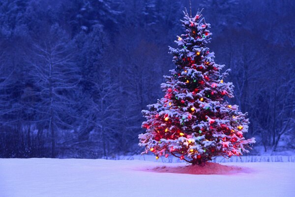 Weihnachtsbaum im Wald