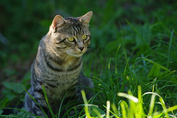 Chat rayé moustachu assis dans l herbe