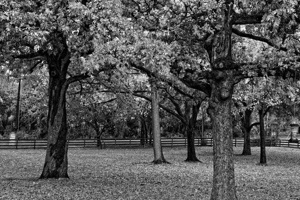 Black and white autumn Park