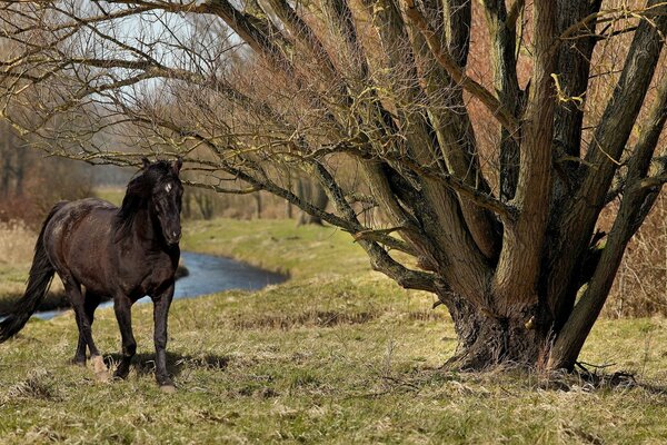 Horse in the forest by the river