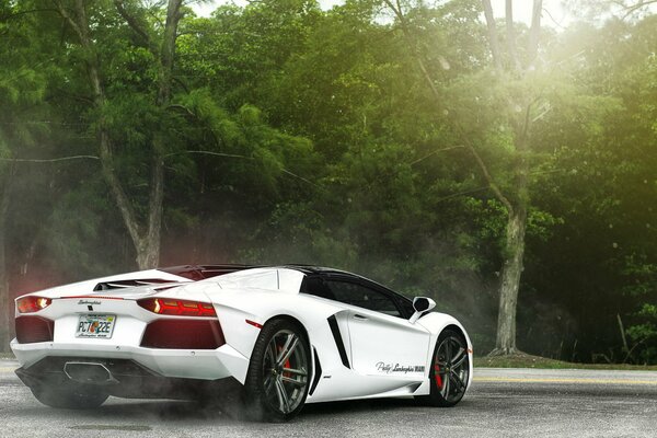 Lamborghini aventador sur fond de forêt tropicale