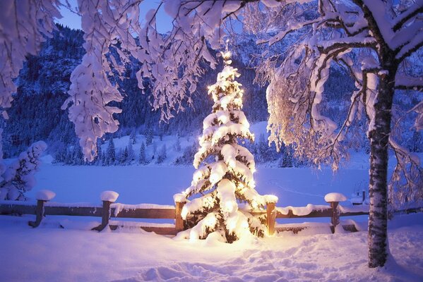 Christmas tree in the courtyard