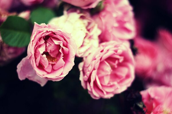 Delicados pétalos de flores Rosadas