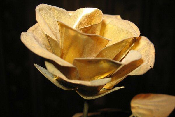 Goldene Rose Makro im Dunkeln