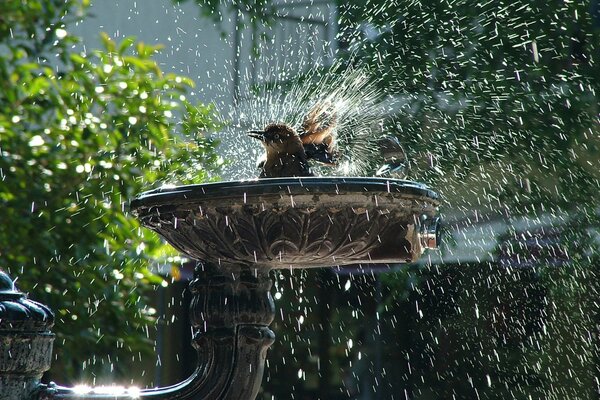 Bathing a bird in a fountain with splashes