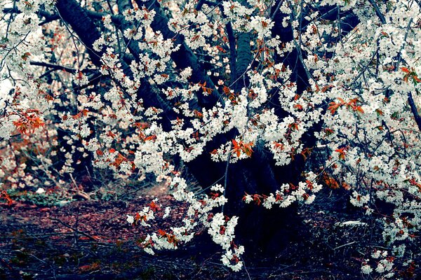 Floraison de l arbre au printemps dans la forêt