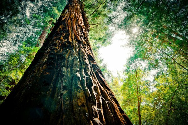 La force et la puissance de la nature sont hors échelle