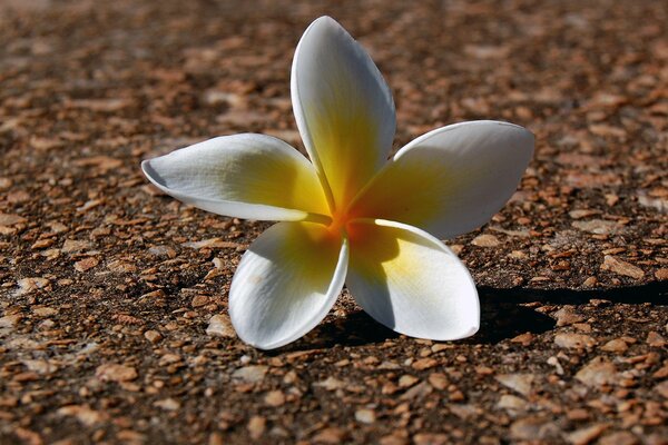 Fiore bianco sulla terra