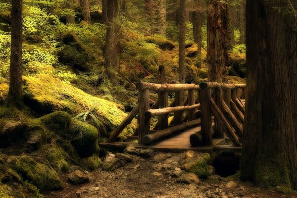 Pont dans la vieille forêt envahie par la végétation