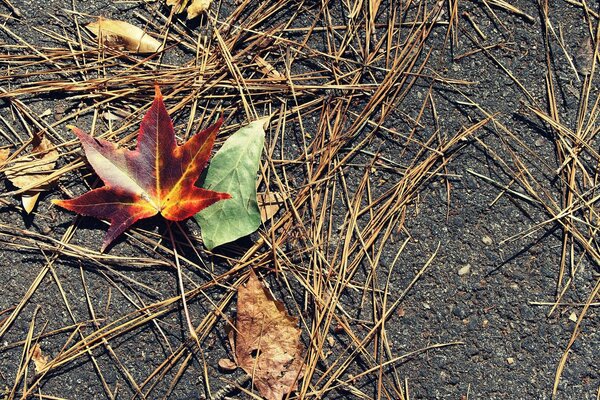 Golden autumn, leaves are falling