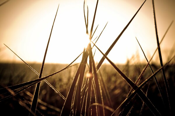 Nahaufnahme des Grases bei Sonnenuntergang im Feld