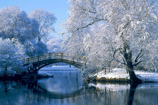 Snow-covered trees. Bridge over the river