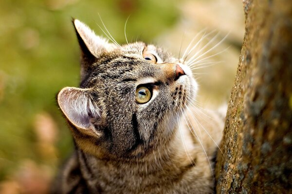 El gato también Mira hacia el futuro