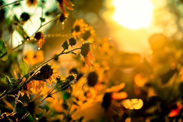 Schöne Blumen in der untergehenden Sonne