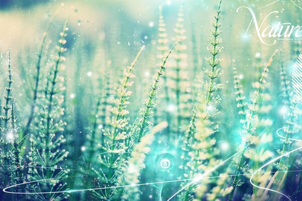 Photo of field horsetail. Macro photography