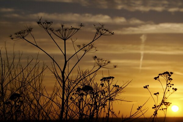 Plantas paraguas a través del prisma del atardecer