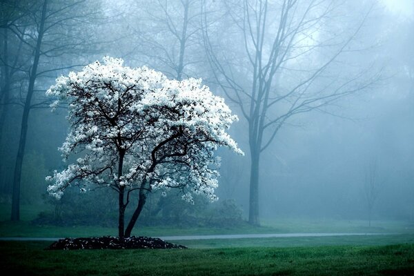 Fleurs blanches sur l arbre, printemps, herbe, brouillard