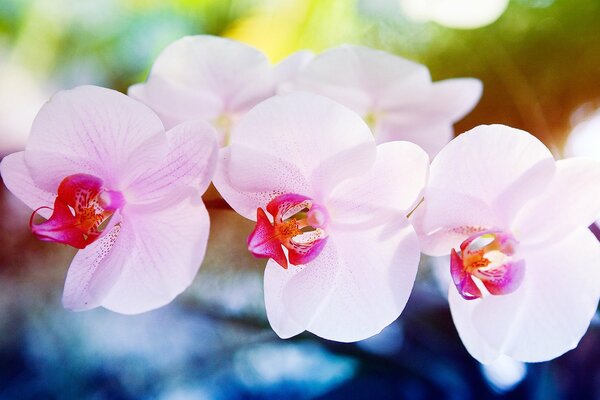 La ternura primaveral de la orquídea rosa