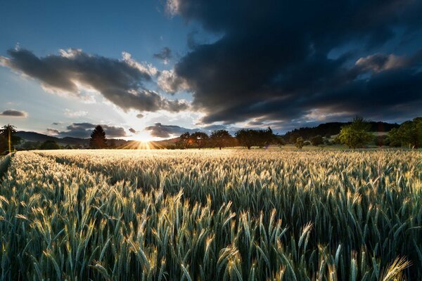 Campo con espiguillas de trigo