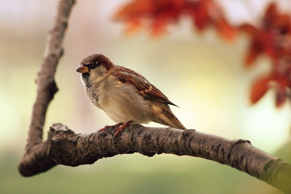 A sparrow on a branch of an autumn tree