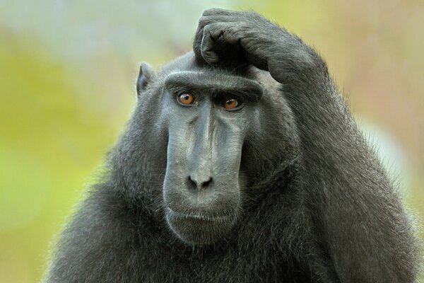 Photo of a black monkey with a long muzzle