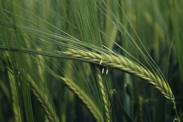 Sommer-Ährchen im grünen Feld