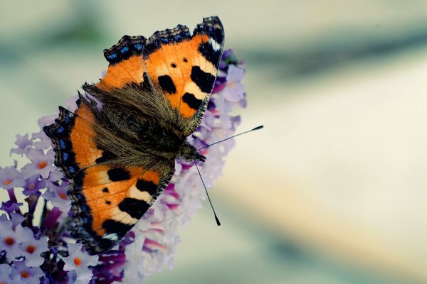 Tiger butterfly on a blooming lilac